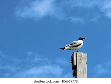 Sea Gull Watching For Food Opportunities While Sitting On A Pier Post Located In The Outer Banks Of NC.