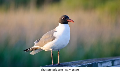 Sea Gull Watching For Food Opportunities While Sitting On A Pier Post Located In The Outer Banks Of North Carolina