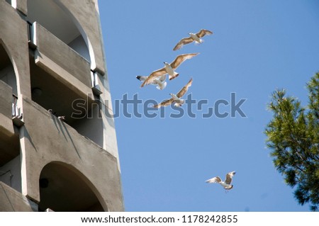 Similar – Foto Bild Möwe_Strand_Himmel