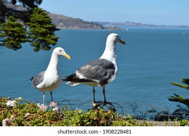 Sea Gulls On Alcatraz Island