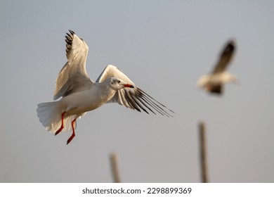 Sea gulls at sangam, Prayagraj, India 