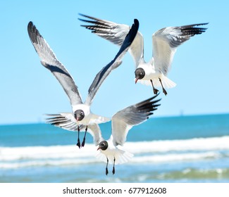 Sea Gulls, South Padre Island, Texas