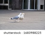 Sea gulls walk on the street in Riga. Standing sea gull close-up.