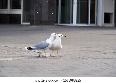 Sea gulls walk on the street in Riga. Standing sea gull close-up.