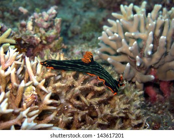 Sea Hare