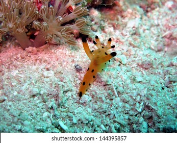 Sea Hare 