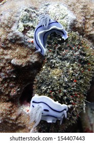 Sea Hare