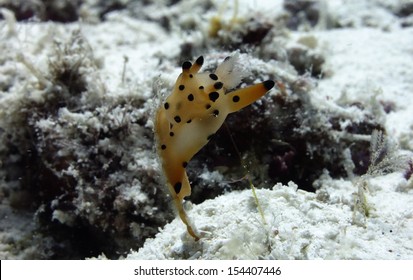 Sea Hare