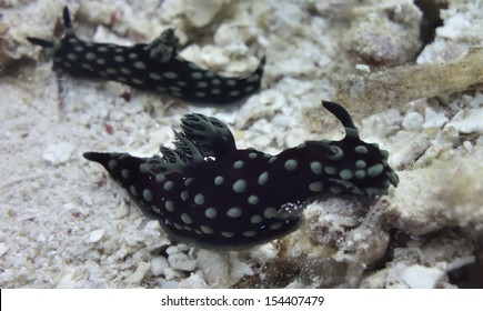 Sea Hare