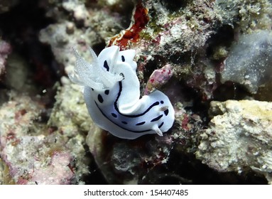 Sea Hare