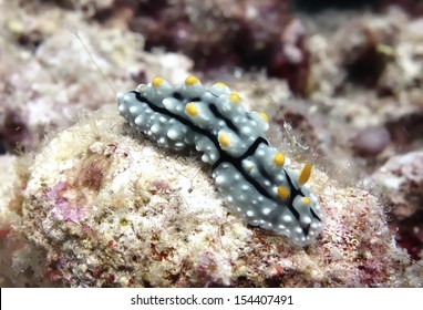 Sea Hare