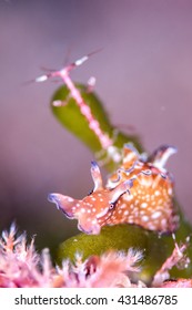 Sea Hare