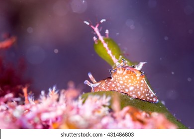 Sea Hare