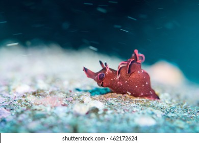 Sea Hare