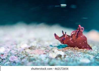 Sea Hare