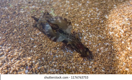 Sea Hare ( Aplysia Punctata)