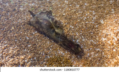 Sea Hare ( Aplysia Punctata)