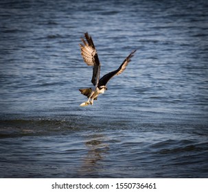 A Sea Hawk Diving Down Into The Ocean And Taking Off Again With It's Dinner.