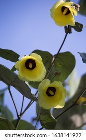 Sea Hibiscus Or
Talipariti Tiliaceum Is A Yellow Flower And Very Beautiful