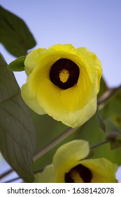 Sea Hibiscus Or
Talipariti Tiliaceum Is A Yellow Flower And Very Beautiful