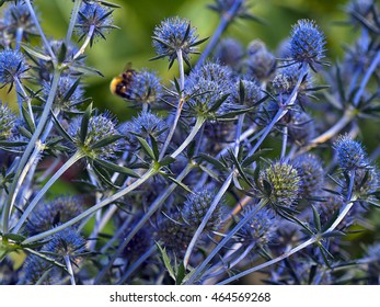 Sea Holly