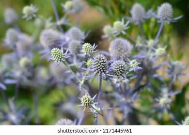 Sea Holly Blue Hobbit flowers - Latin name - Eryngium planum Blue Hobbit