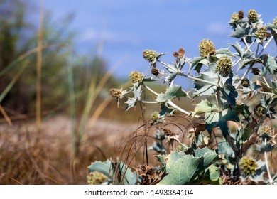 Sea Holly Or Seaside Eryngo (Eryngium Maritimum)