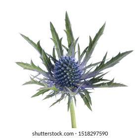 Sea holly thistles isolated on white background - Powered by Shutterstock