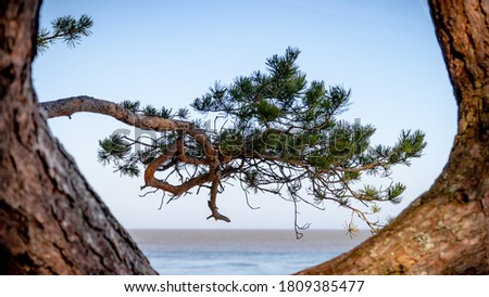 Sea horizon framed by curved pinetree trunk and branches.
