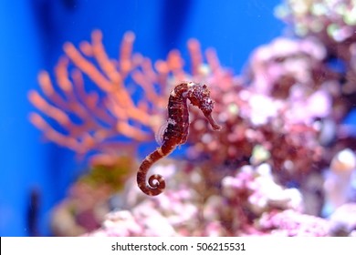 Sea Horse