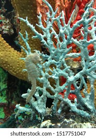 Sea Horse, Coral At Aquaria KLCC