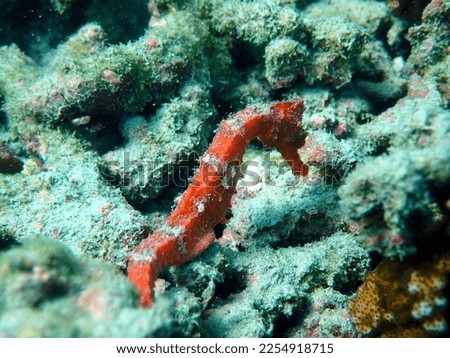 Sea Horse, coral Reef, Mexico