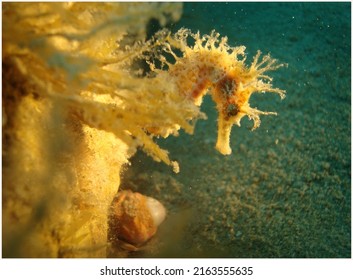 Sea Horse Is Eating On The Seabed