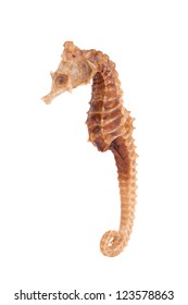 Sea Horse Over White Background