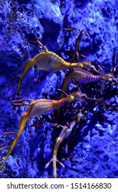 Sea Horse (weedy Sea Dragon)