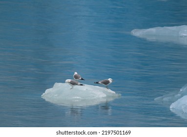 Sea Ice And And Disappearing Glacier Of Tracey Arm Alaska With Three Gull Standing On Rapidly Melting Iceberg.