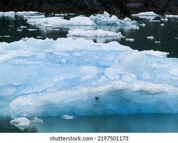 Sea Ice And And Disappearing Glacier Of Tracey Arm Alaska