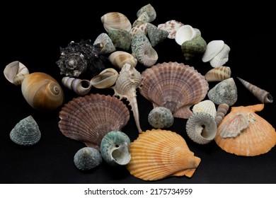 sea ​​shells isolated on black background. Decorative sea shells background.