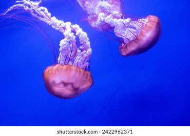 Sea ​​nettle jellyfish with blue background - Powered by Shutterstock