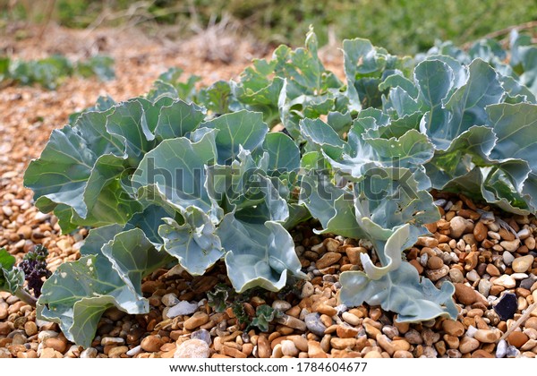 Sea kale growing on the pebble beach of\
Dover, UK. Crambe maritima (common name sea kale, seakale or\
crambe) is a species of halophytic flowering plant in the genus\
Crambe of the family\
Brassicaceae.