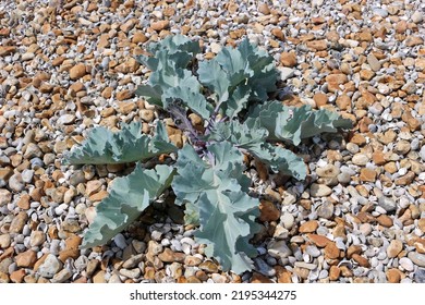 Sea Kale Growing On A Shingle Beach