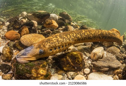 Sea Lamprey Making The Nest In The River To Lay Eggs