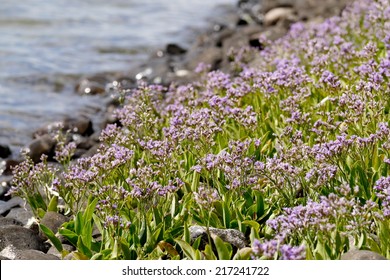 Sea Lavender