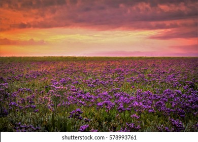 Sea Lavender