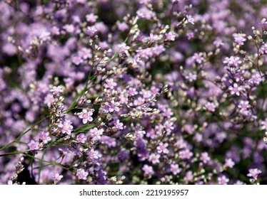 Sea Lavender Plant With Small Florets 