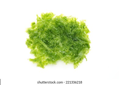 Sea Lettuce