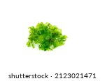 Sea lettuce, green seaweed on white background. Copy space. Top view.