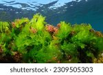 Sea lettuce green seaweed Ulva lactuca with some alga Asparagopsis armata, underwater in the Atlantic ocean, natural scene, Spain, Galicia