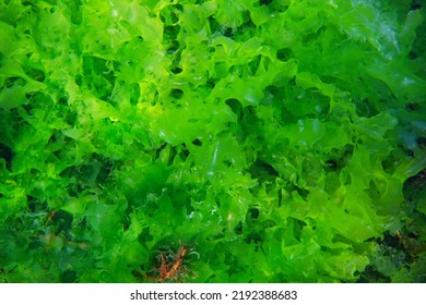 Sea lettuce Ulva lactuca edible green alga, underwater in the Atlantic ocean, Spain - Shutterstock ID 2192388683