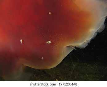 Sea Lice On Lion's Mane Jellyfish